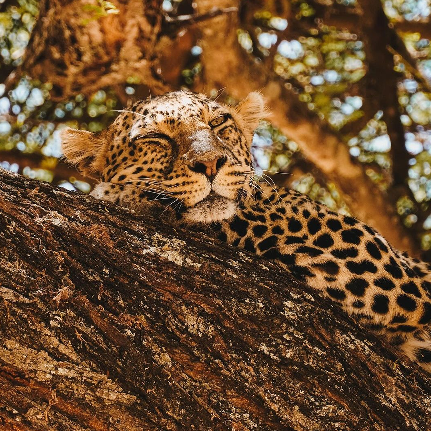 Ultmate Safari from Zanzibar to Serengeti 4 day